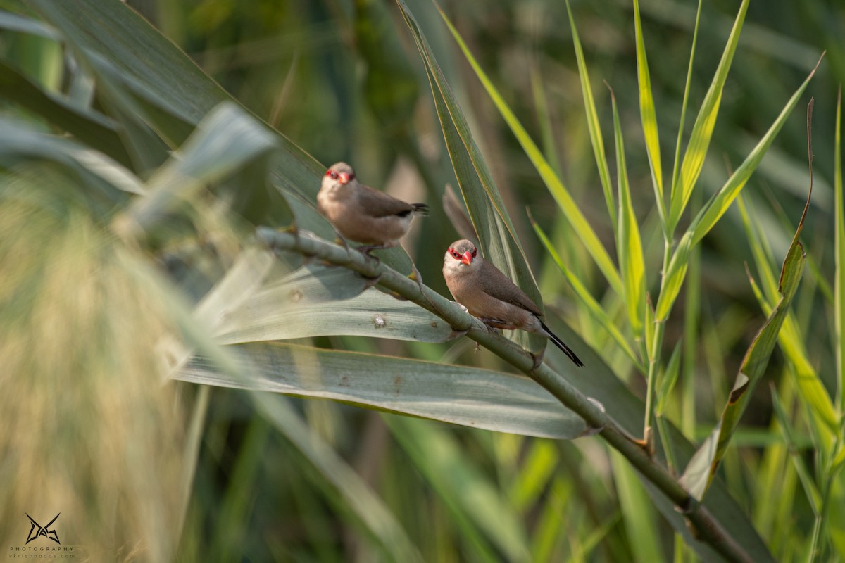 Black-rumped Waxbill - ML267541131