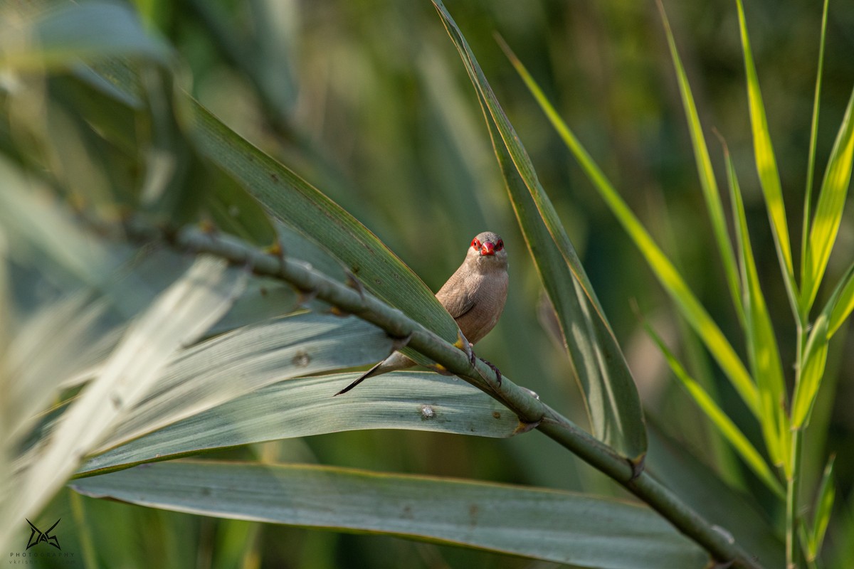 Black-rumped Waxbill - ML267541181