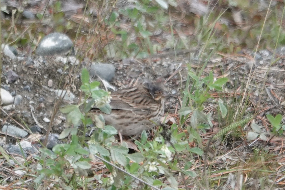 Savannah Sparrow - ML267541441