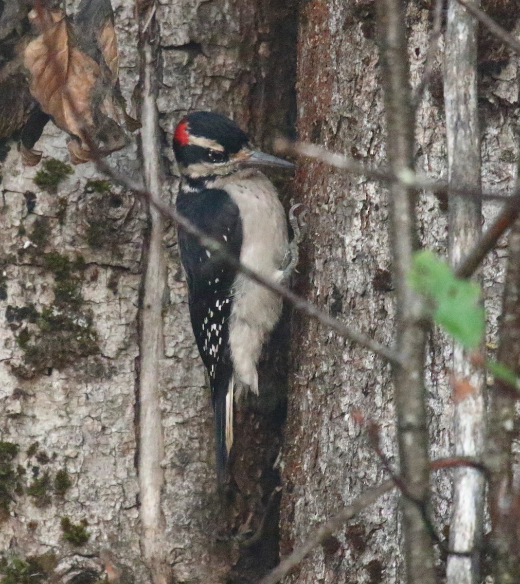 Hairy Woodpecker - ML267543281