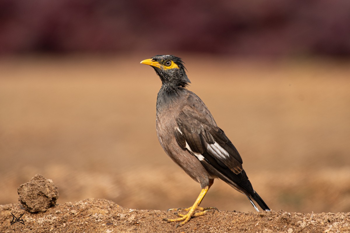Common Myna - ML267543861