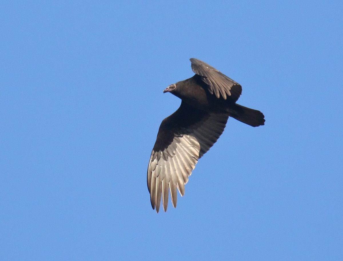 Turkey Vulture - ML267545021