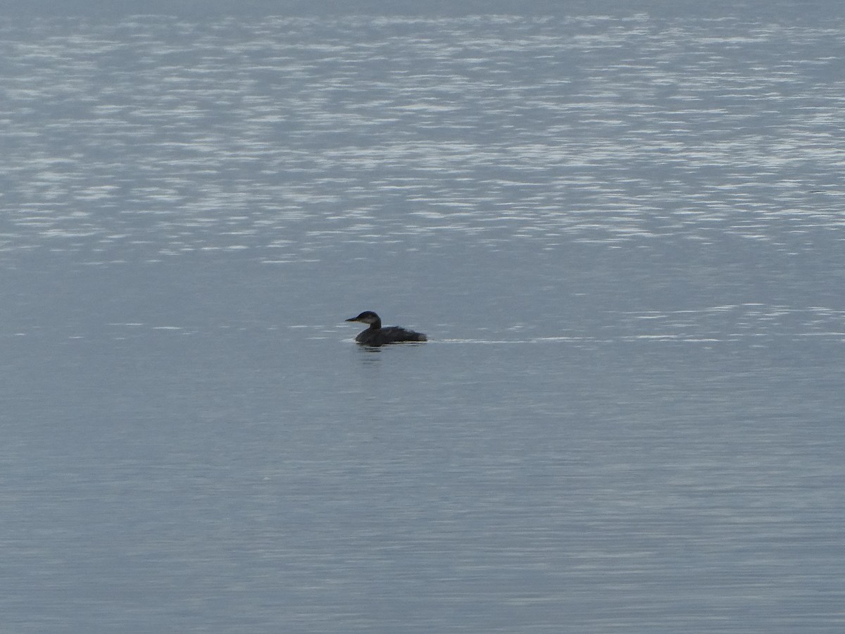 Red-necked Grebe - ML267545521