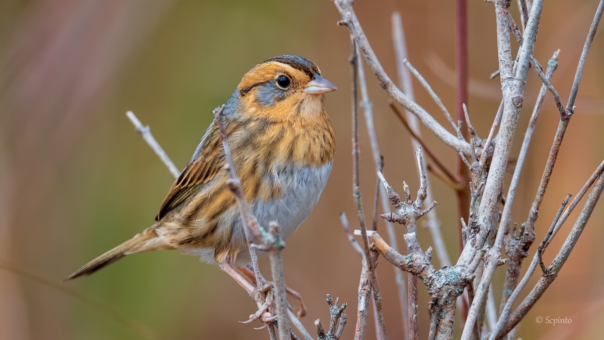 Nelson's Sparrow - ML267546201