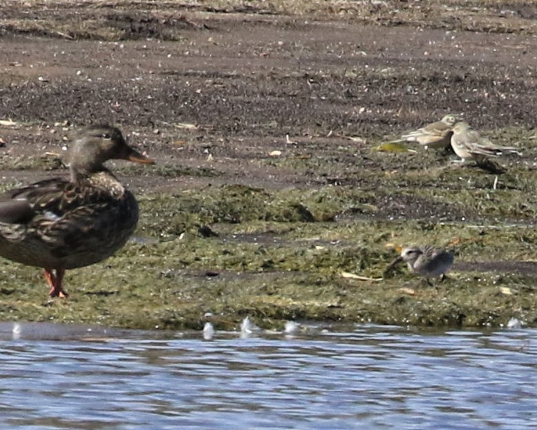 Baird's Sandpiper - ML267546921