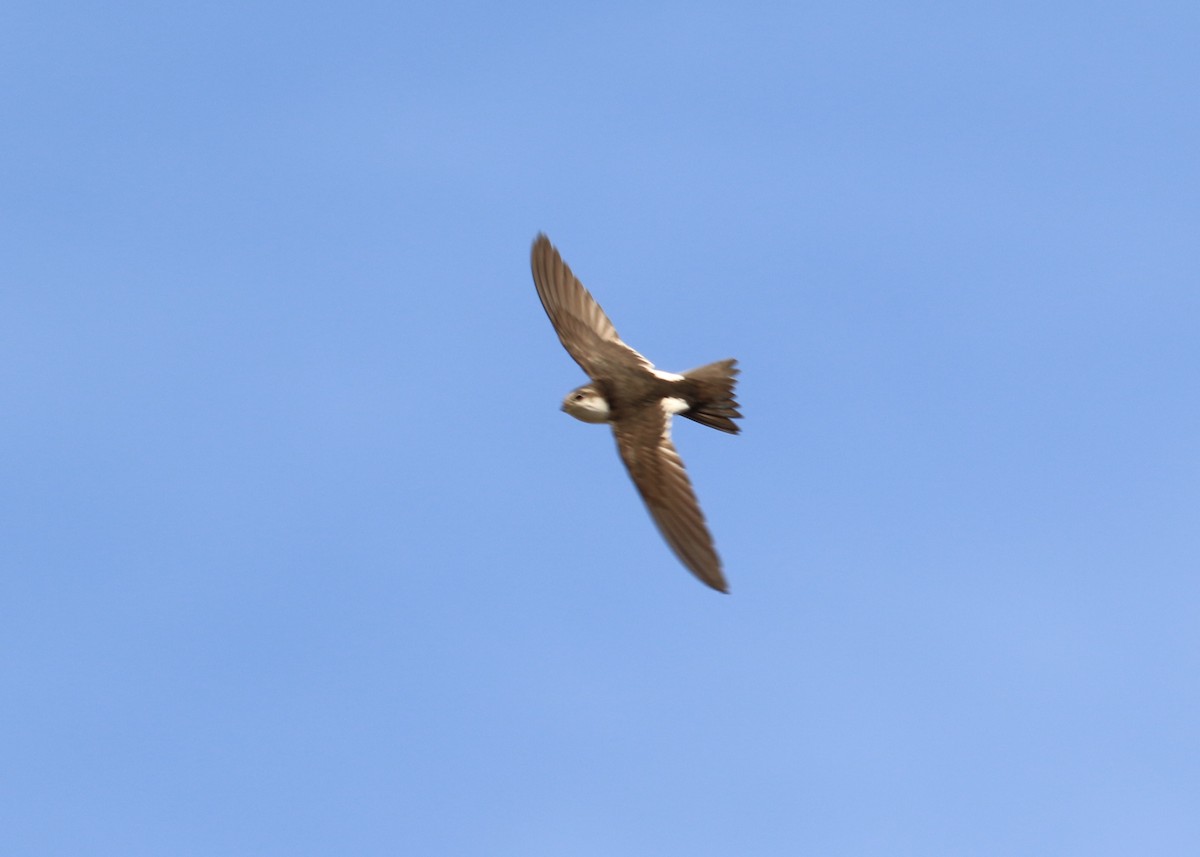 White-throated Swift - ML267547211