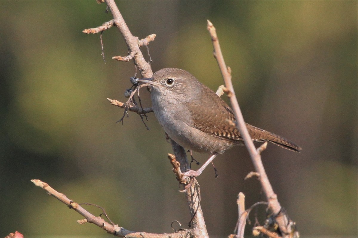 Northern House Wren - ML267550741