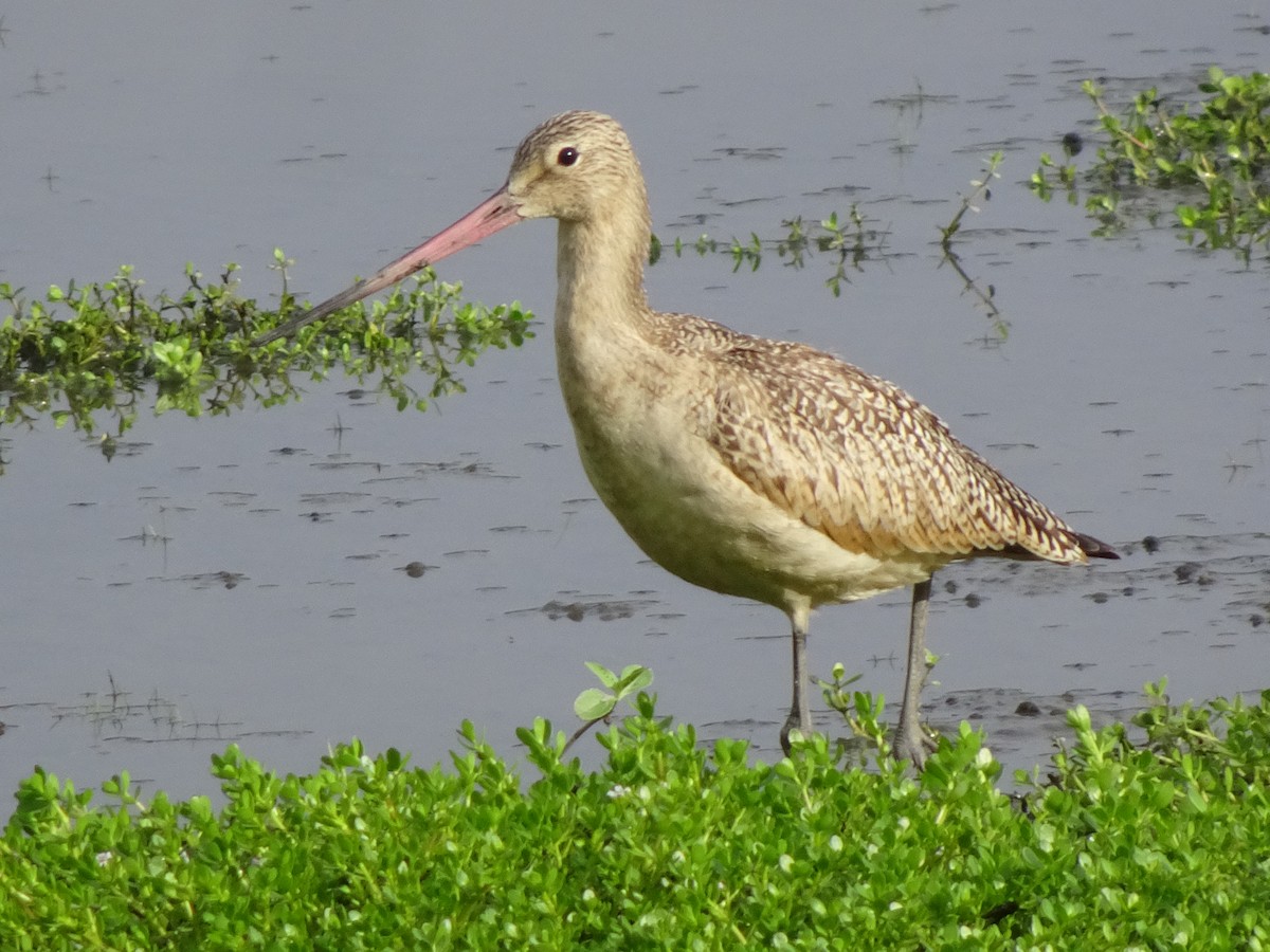 Marbled Godwit - ML267551021