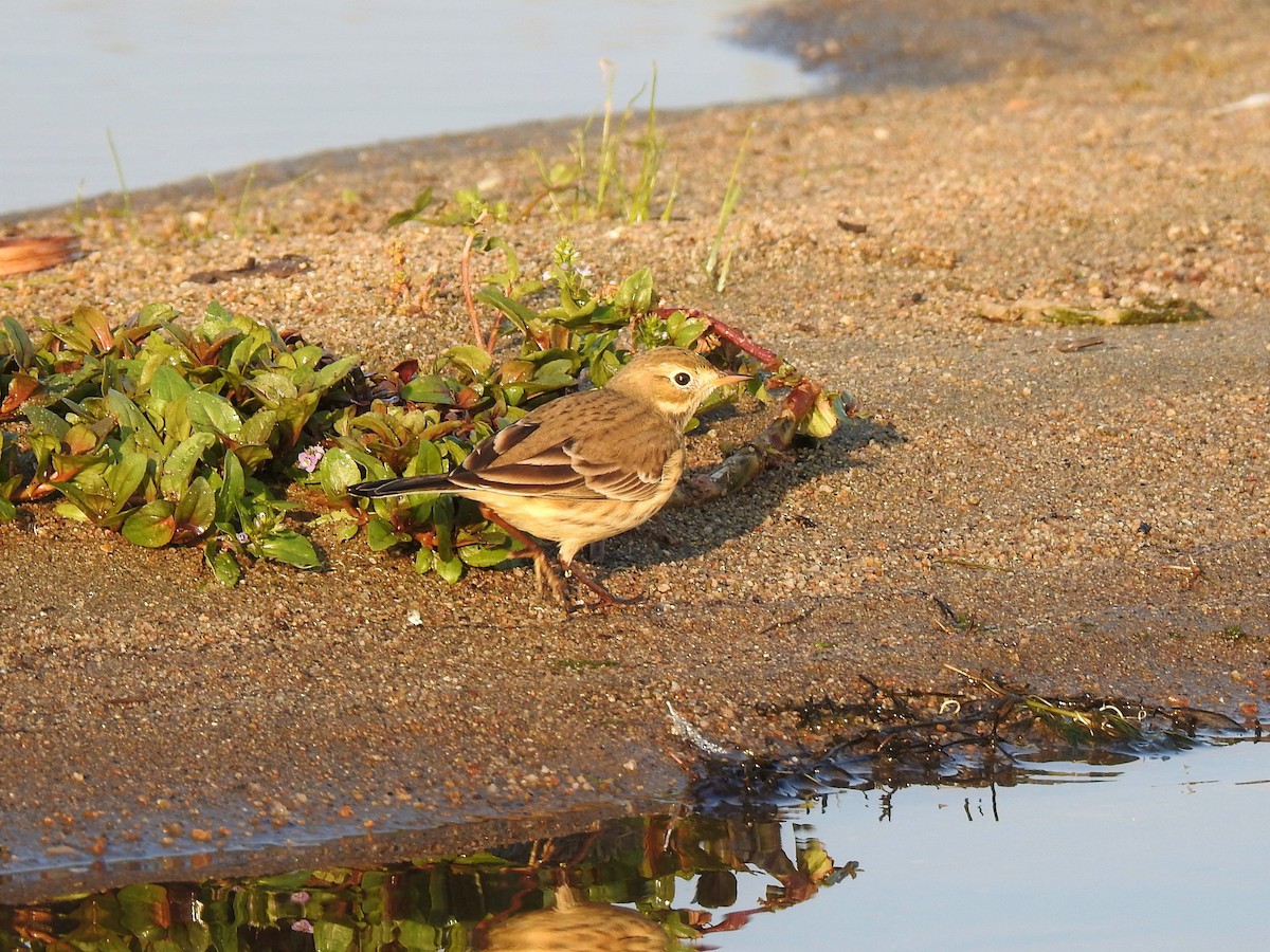 American Pipit - ML267551601