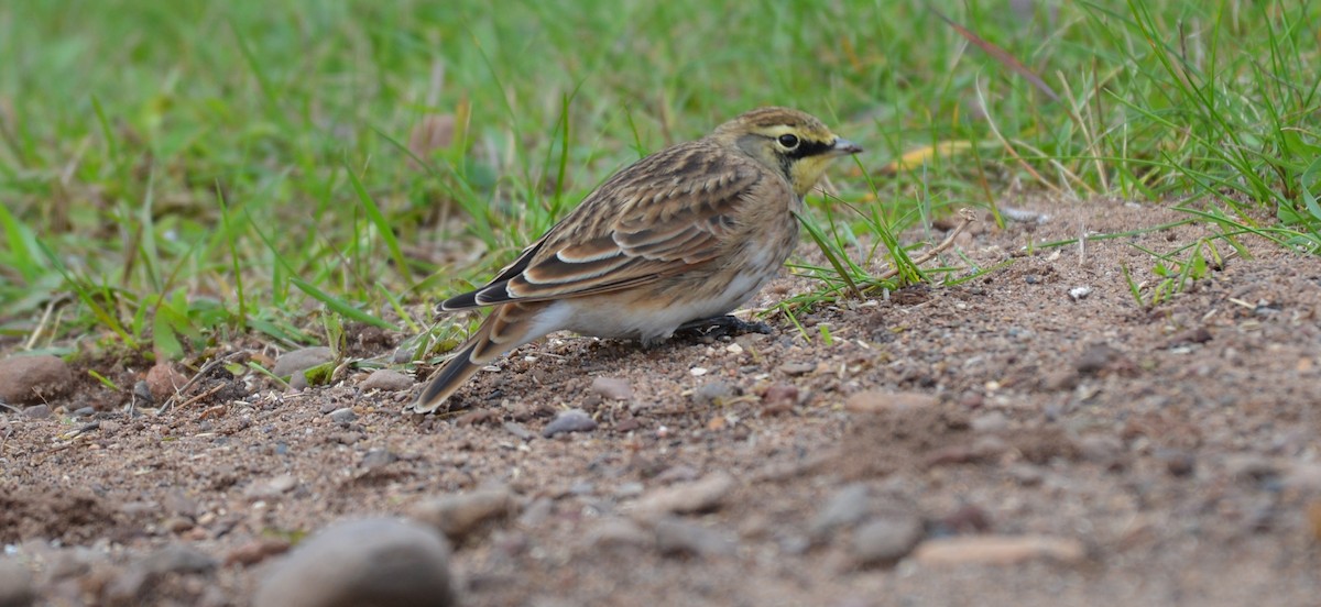 Horned Lark - ML267553911