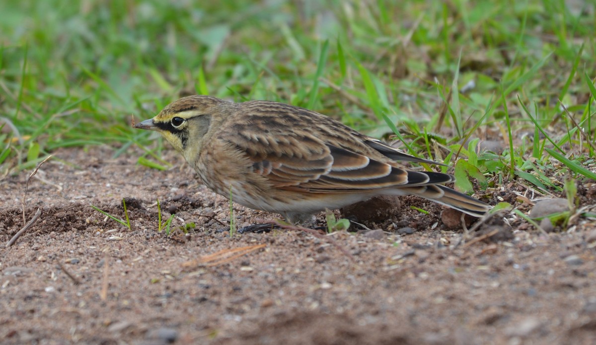 Horned Lark - ML267553971