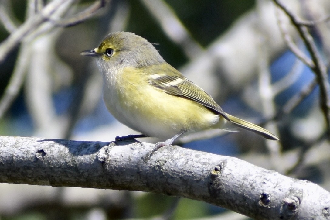 White-eyed Vireo - Steven Weiss