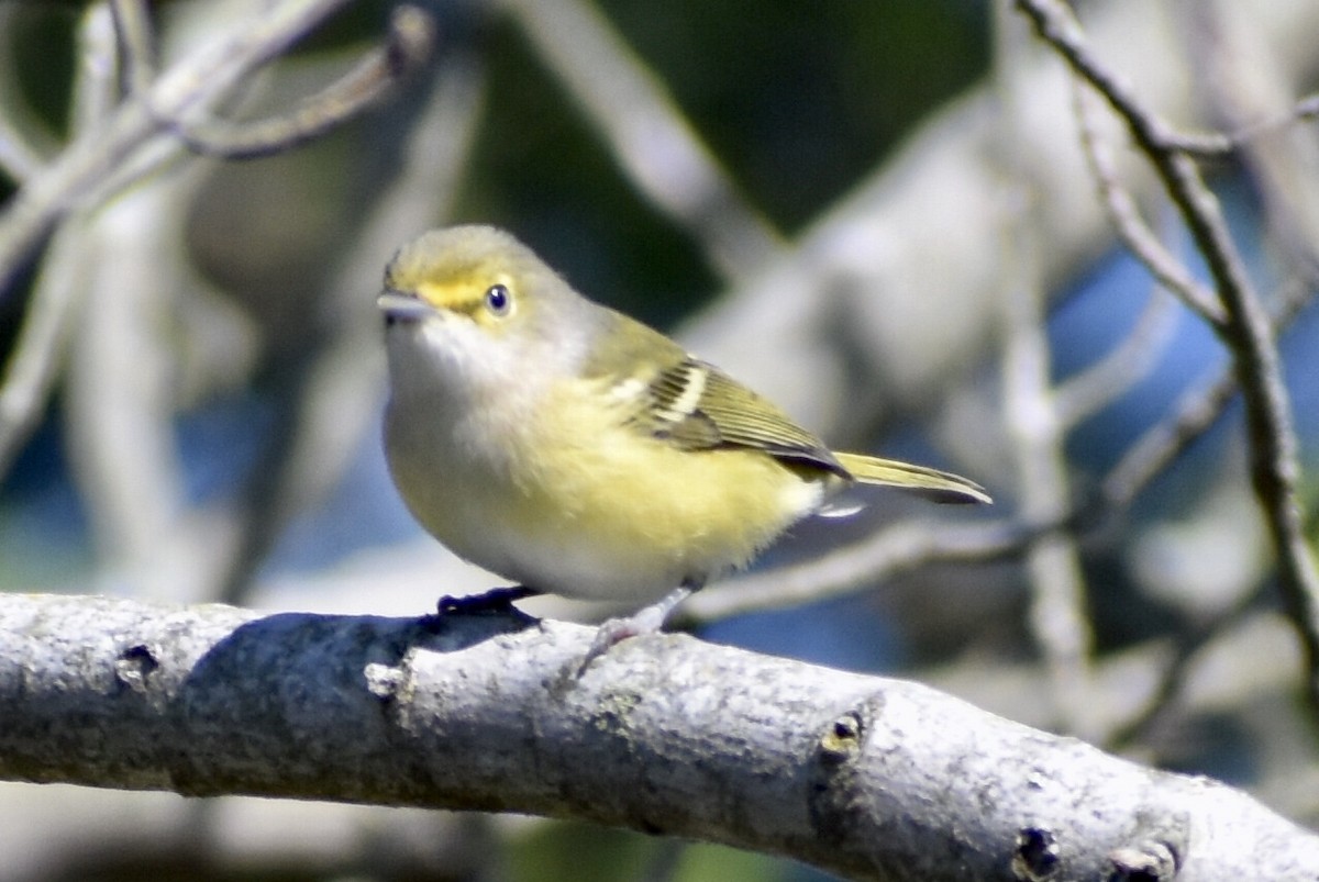 White-eyed Vireo - Steven Weiss