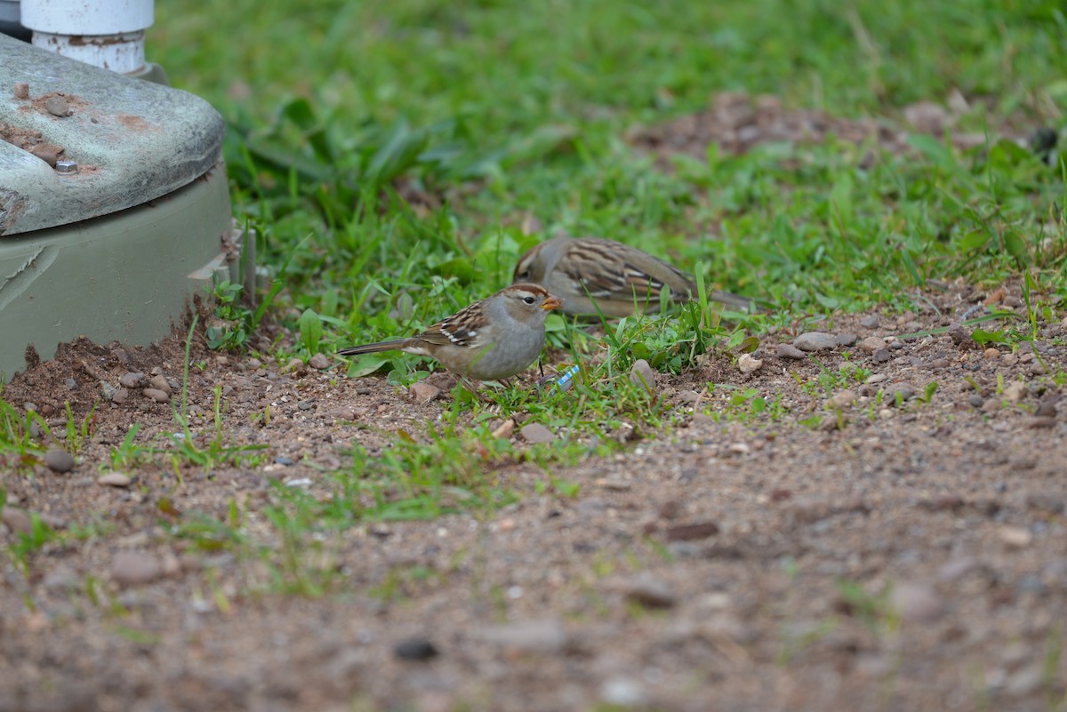 White-crowned Sparrow - ML267554141