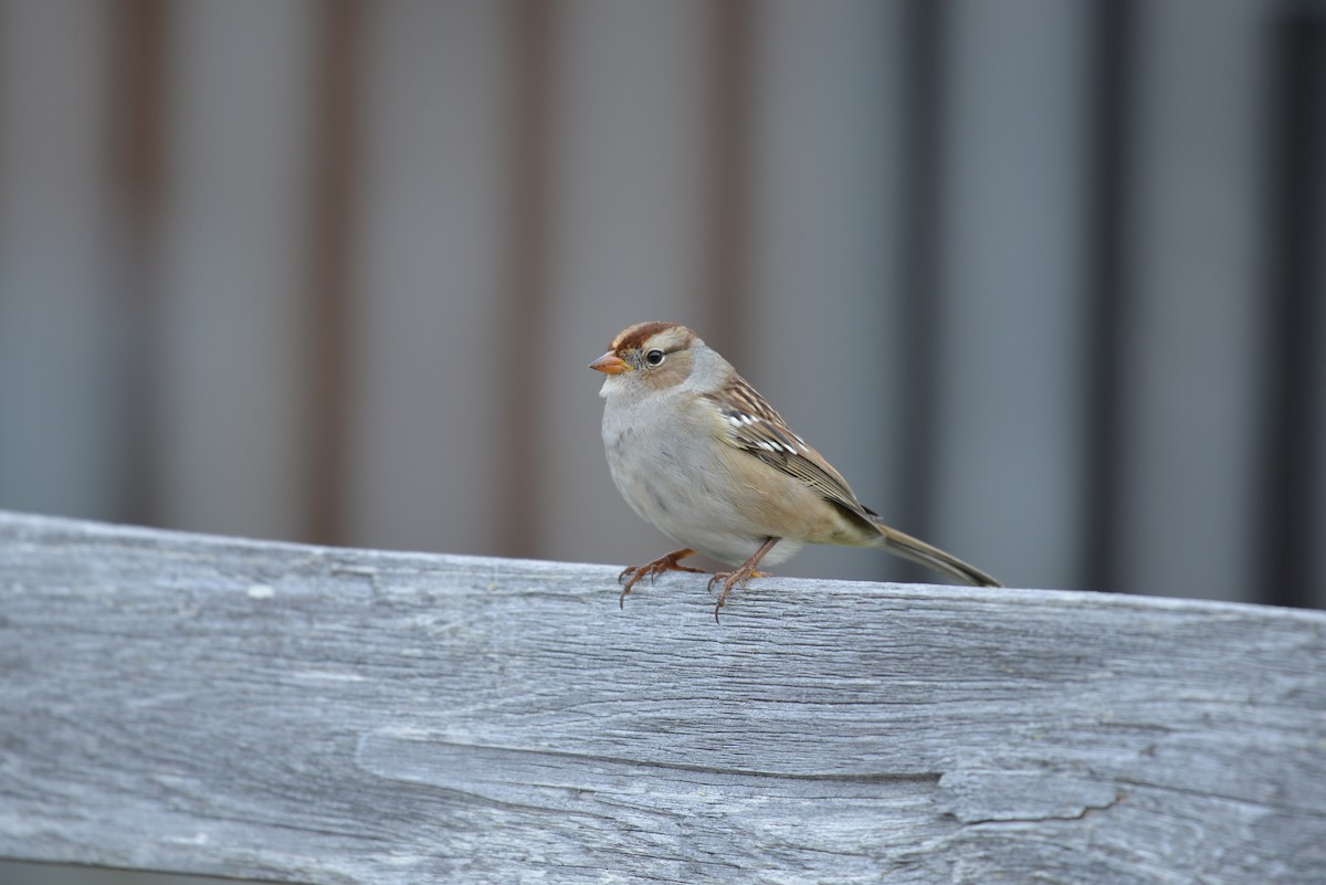 White-crowned Sparrow - ML267554171