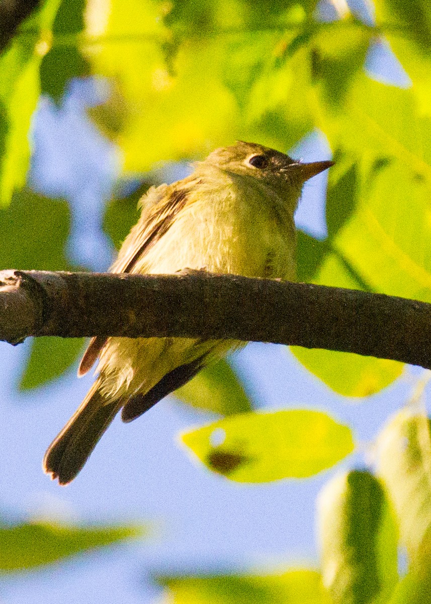 Yellow-bellied Flycatcher - ML267554291