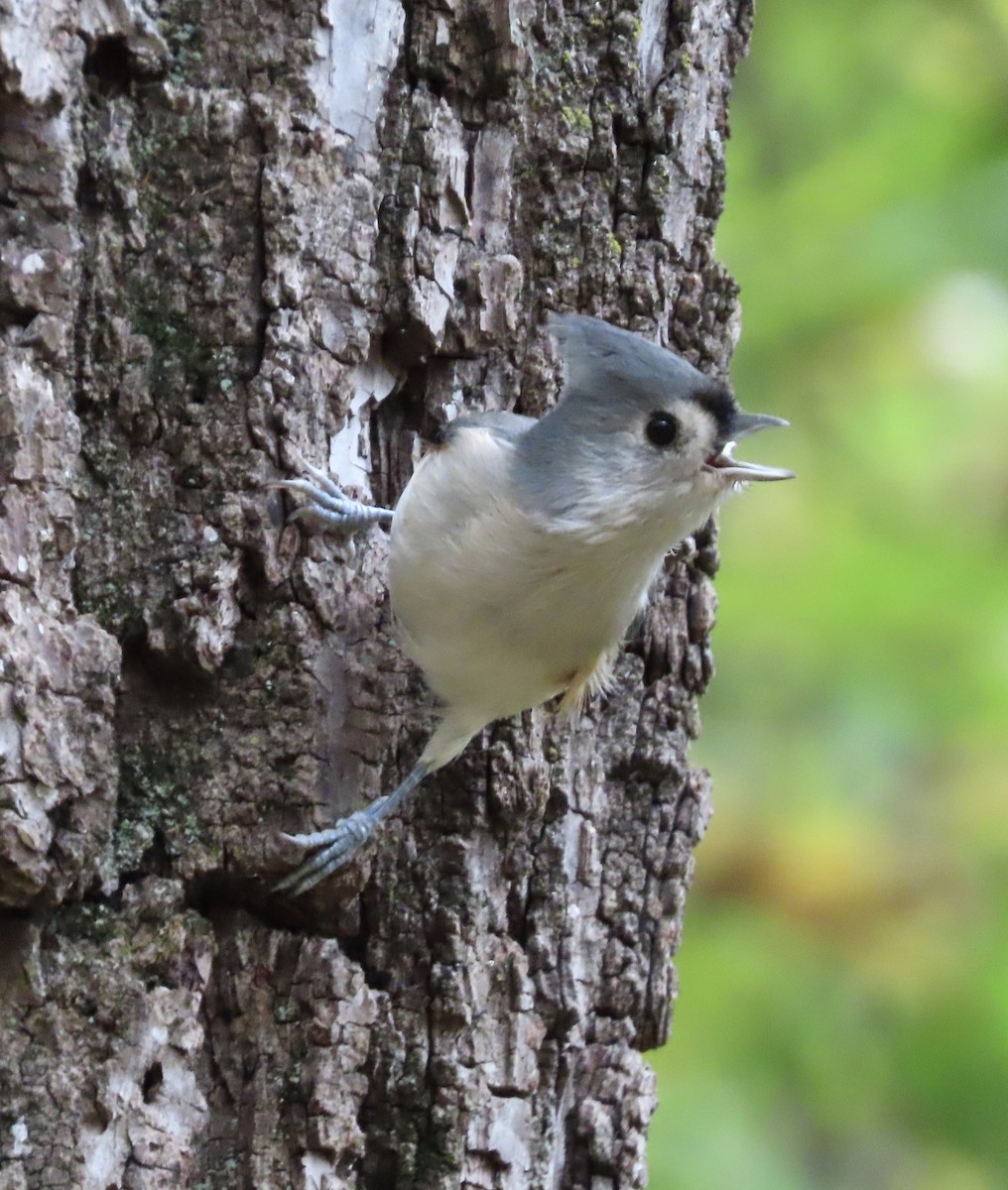 Tufted Titmouse - Micky Louis