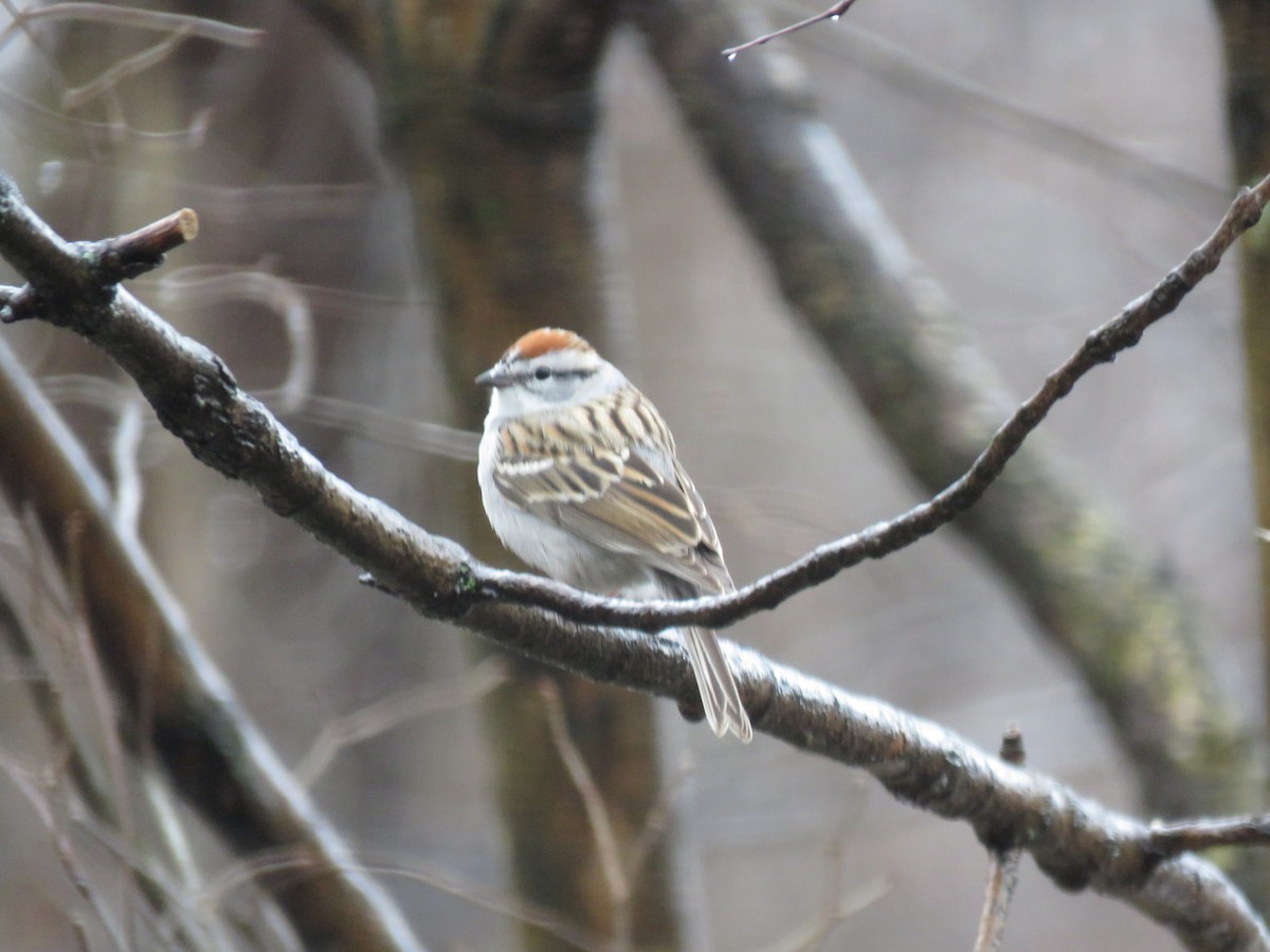 Chipping Sparrow - ML26755451