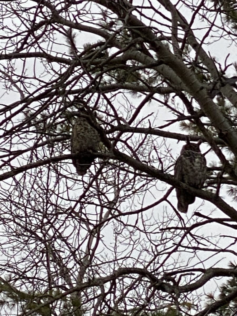 Great Horned Owl - ML267555281