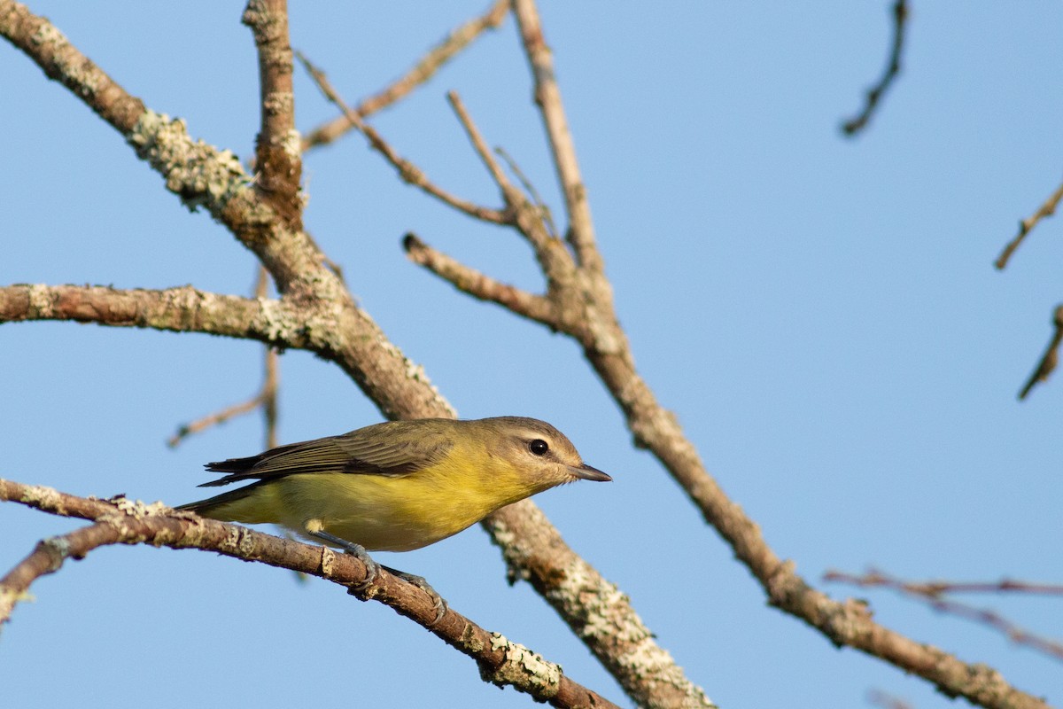 Philadelphia Vireo - ML267560361