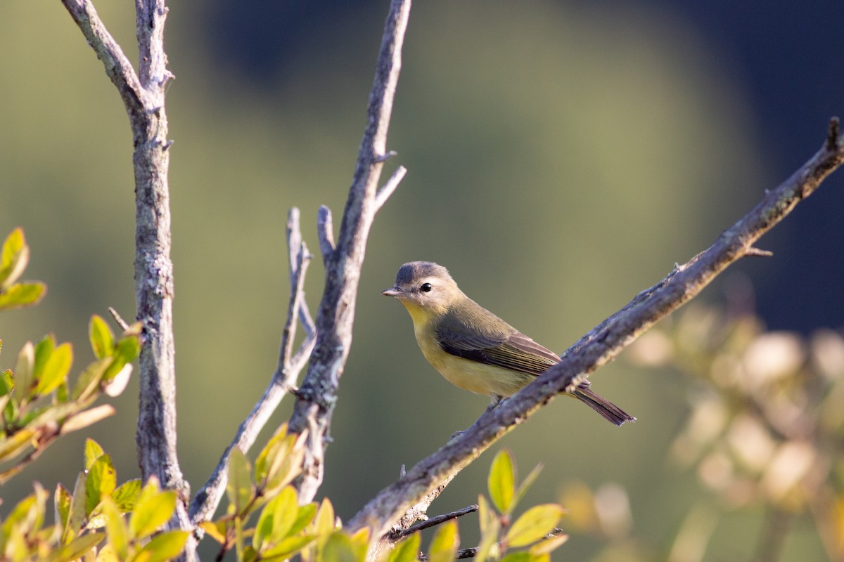 Philadelphia Vireo - ML267560381