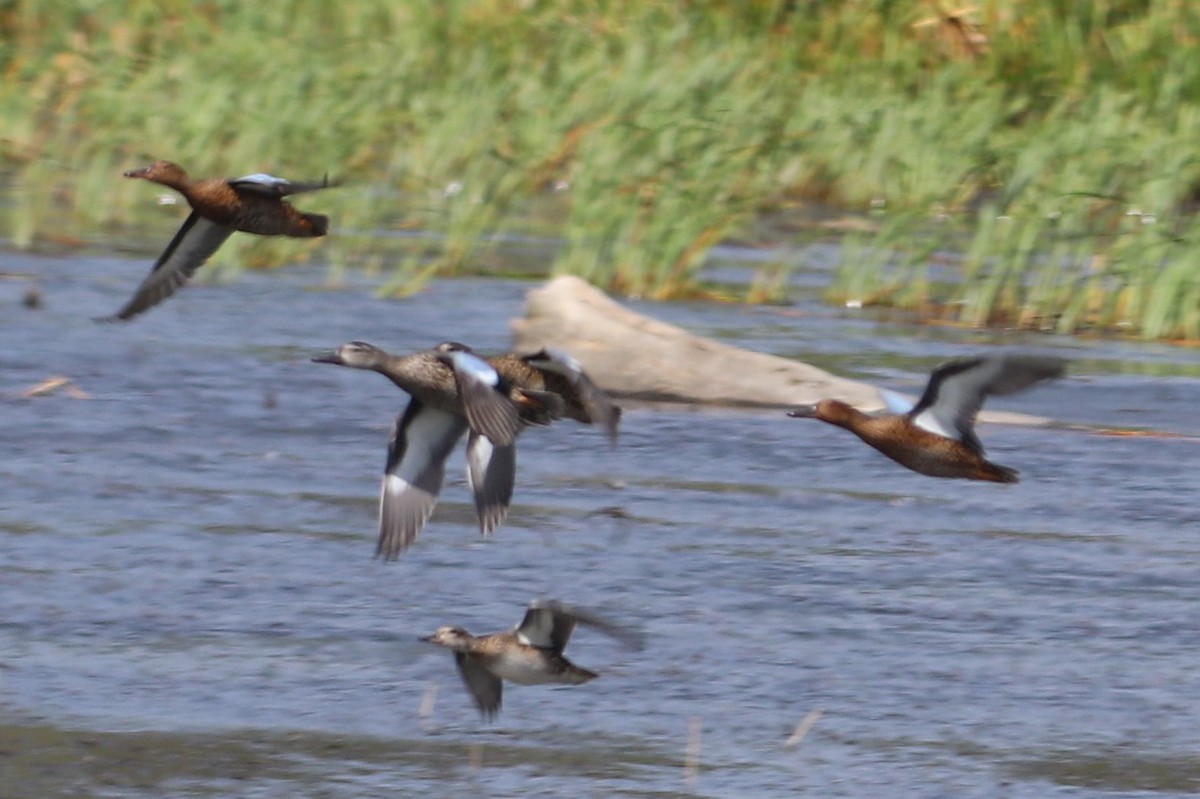 Cinnamon Teal - ML267560831