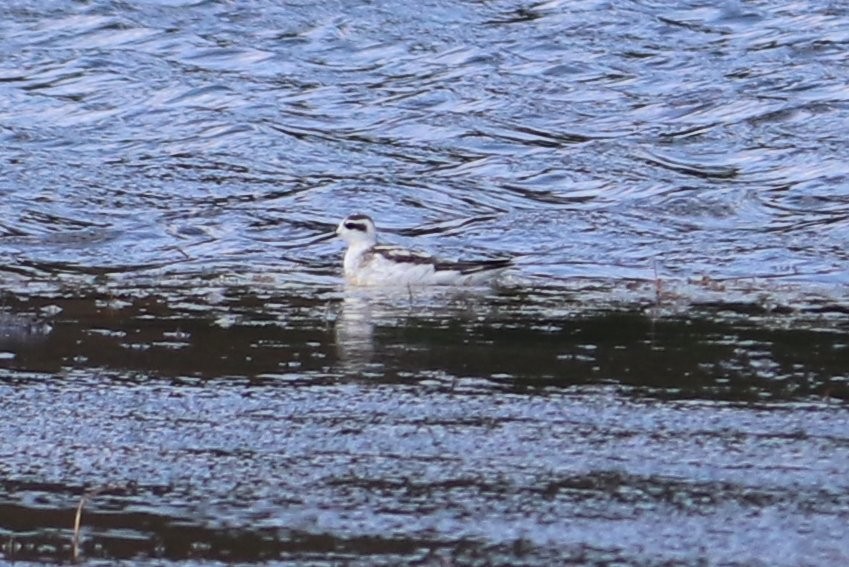 Phalarope à bec étroit - ML267560871