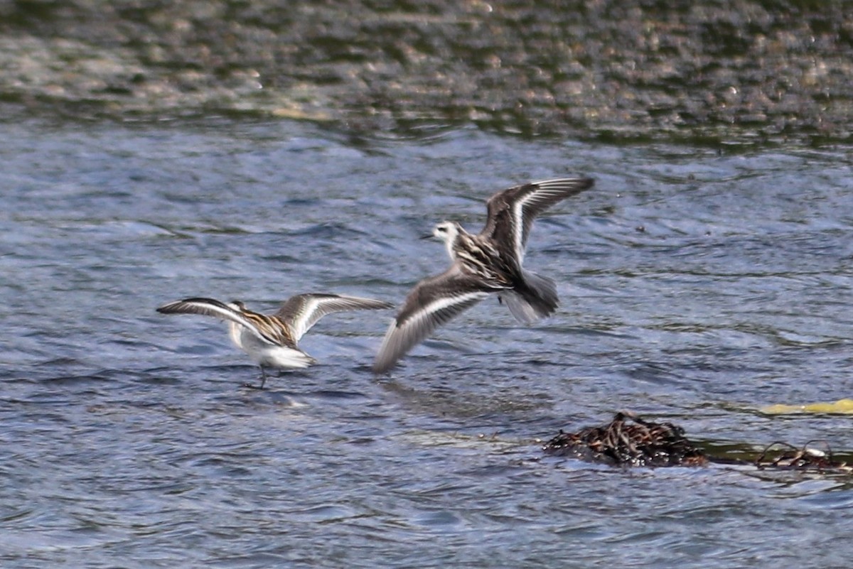 svømmesnipe - ML267560891