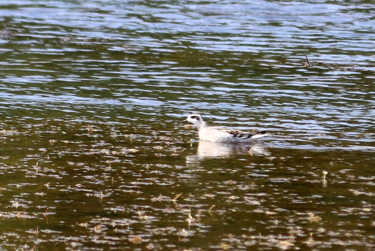 Red-necked Phalarope - Andrew Core