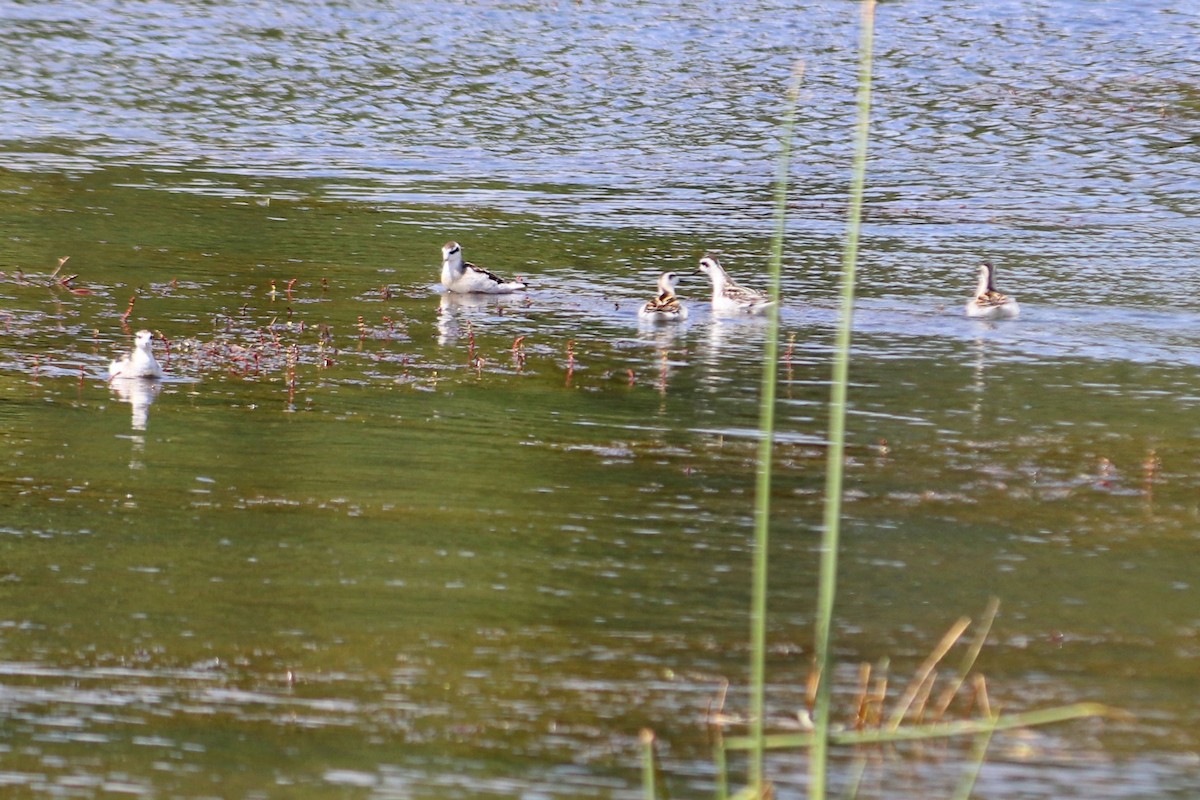 Phalarope à bec étroit - ML267560921