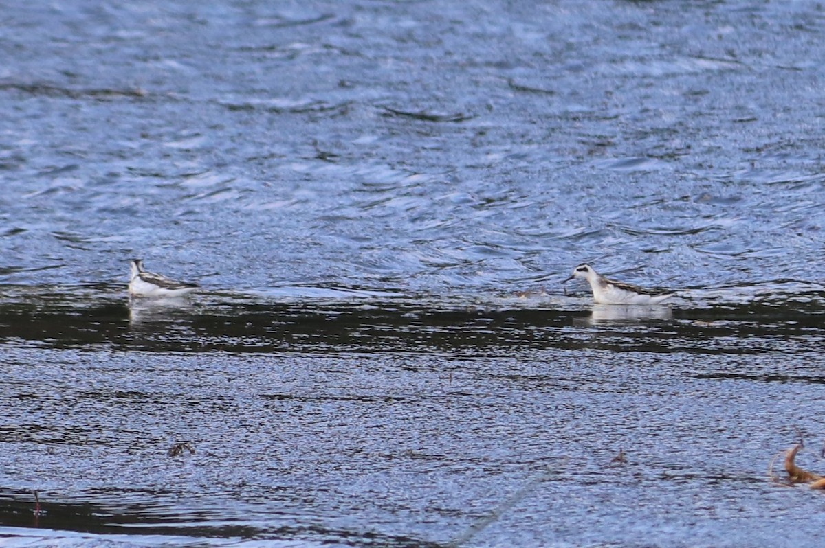 Phalarope à bec étroit - ML267560931