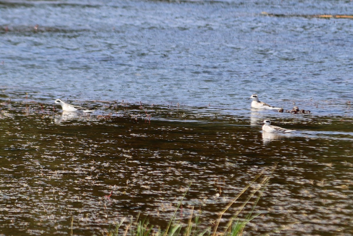 Phalarope à bec étroit - ML267560941