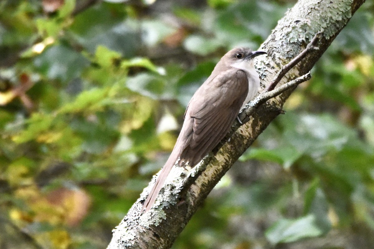 Black-billed Cuckoo - ML267566431