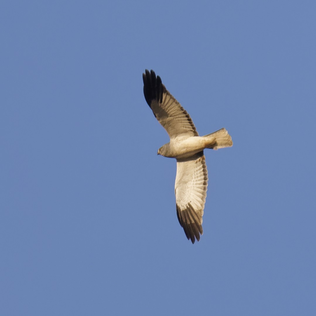 Hen Harrier - ML267567051