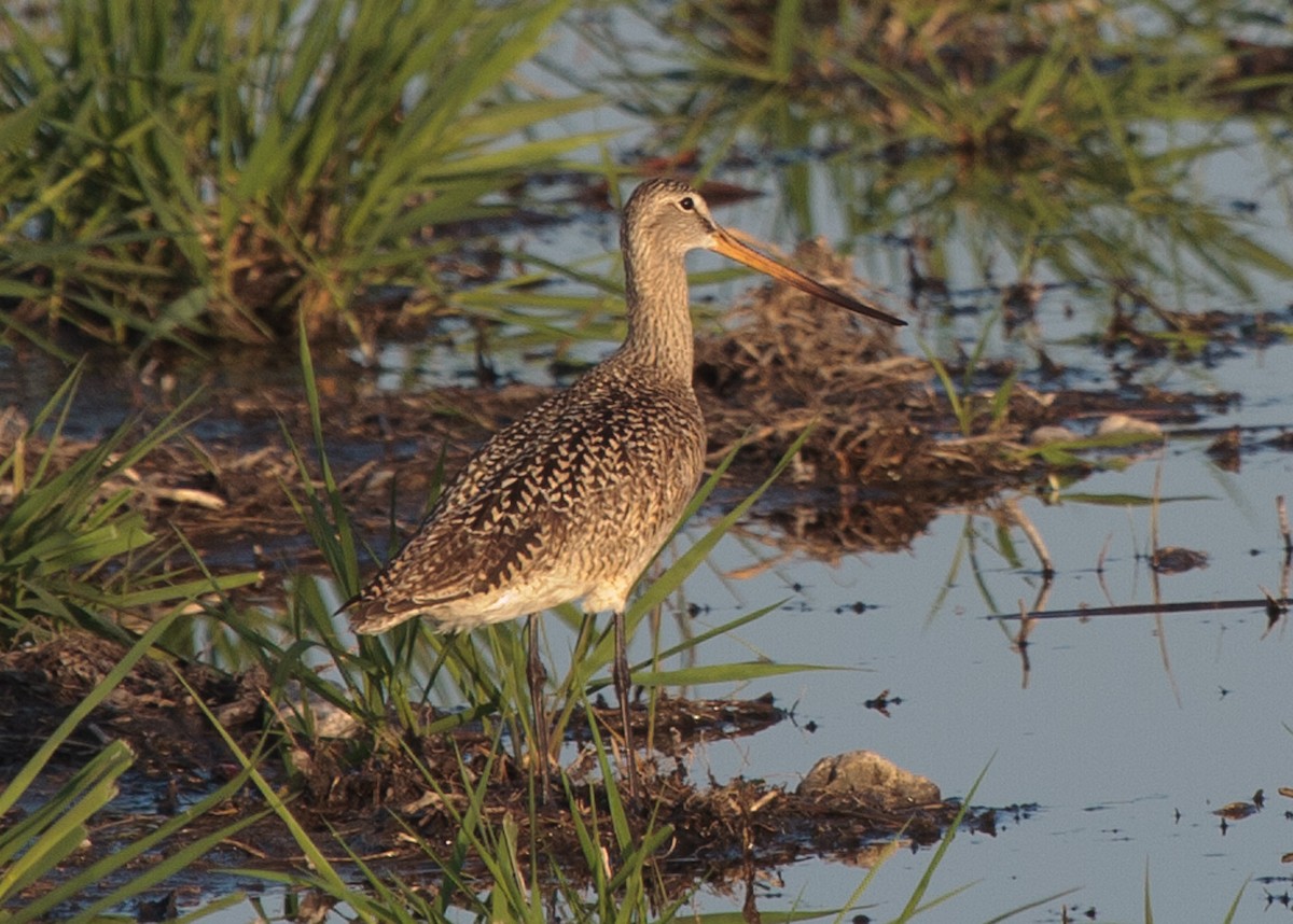 Marbled Godwit - ML267567871