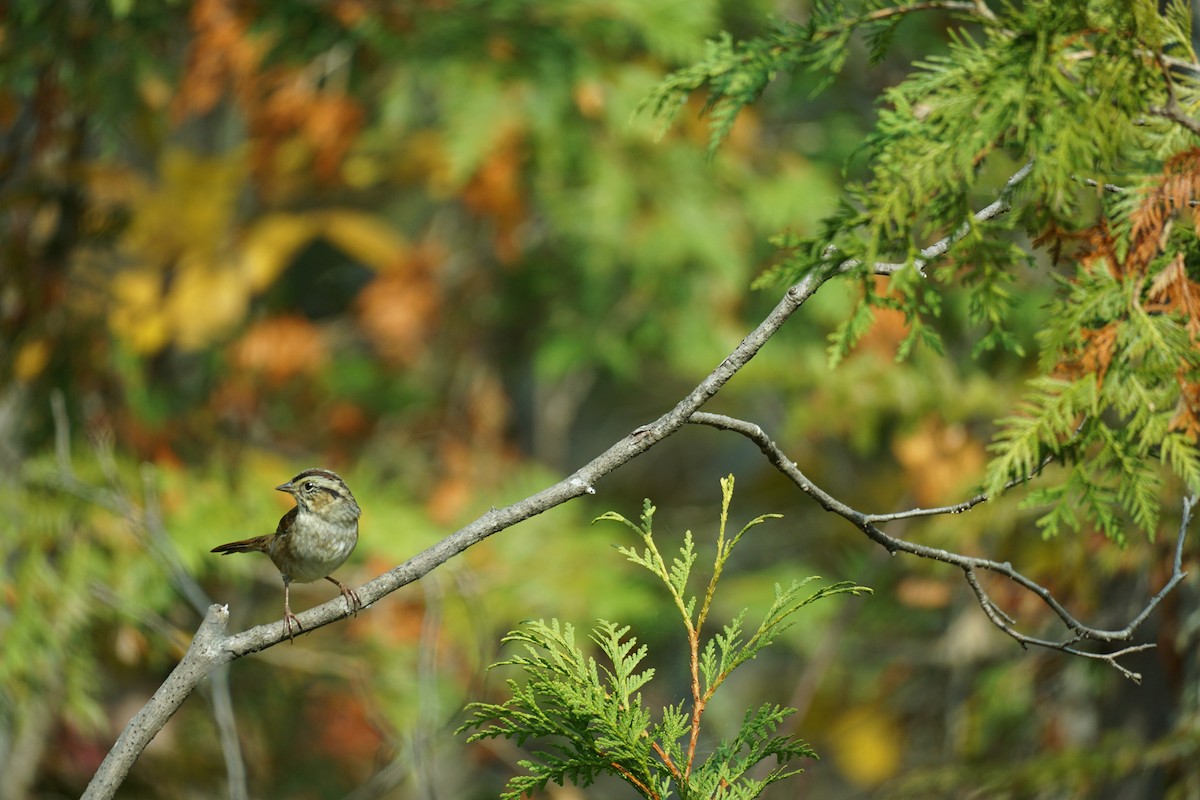 Swamp Sparrow - ML267568151