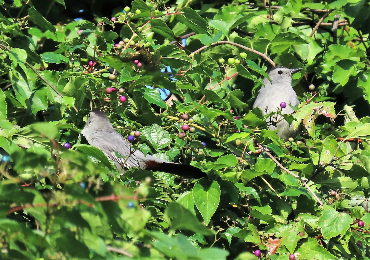 Gray Catbird - ML267568371