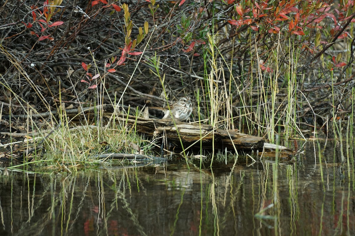 Song Sparrow - ML267568791