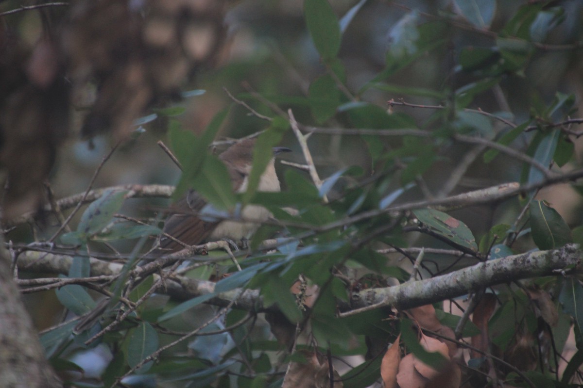 Black-billed Cuckoo - ML267570151