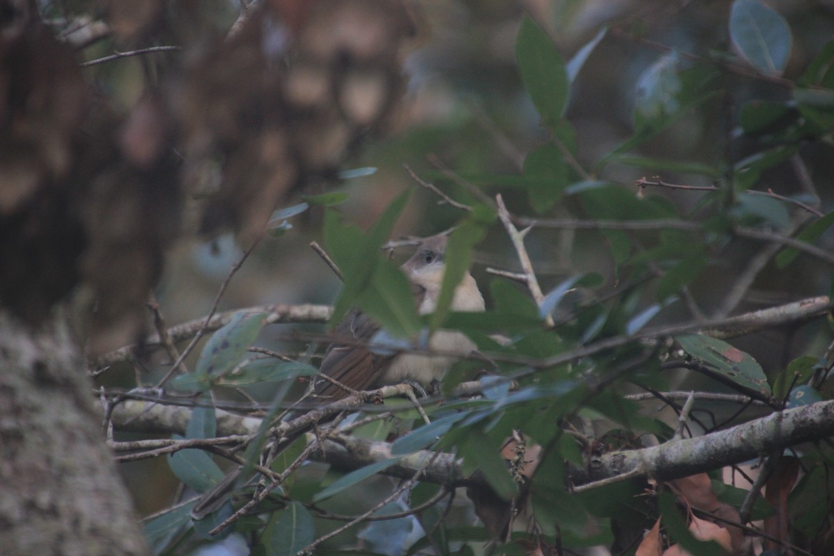 Black-billed Cuckoo - ML267570161