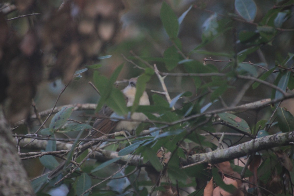 Black-billed Cuckoo - ML267570231