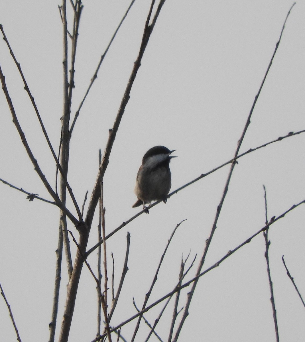 Chestnut-backed Chickadee - Sangeet  Khalsa