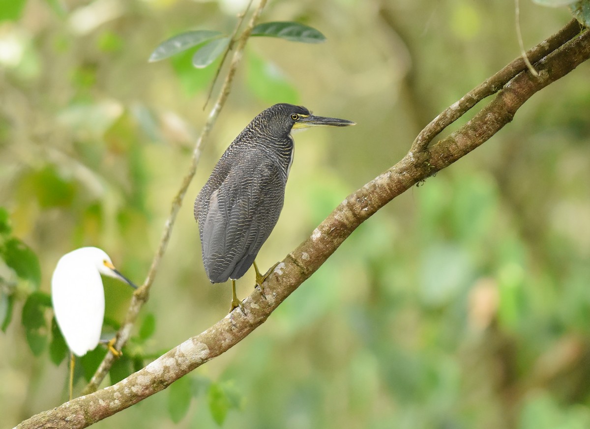 Fasciated Tiger-Heron - ML267573381