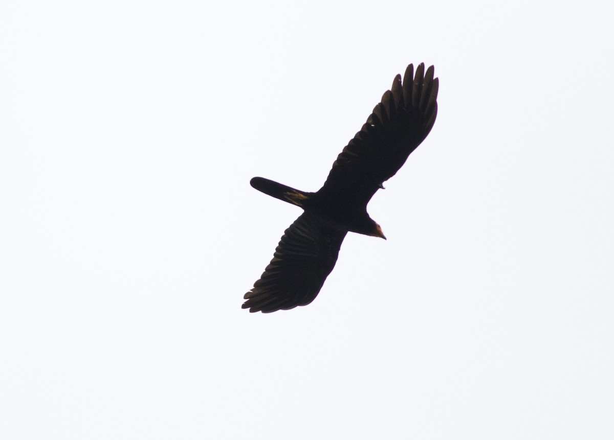 Black Caracara - ML267574391