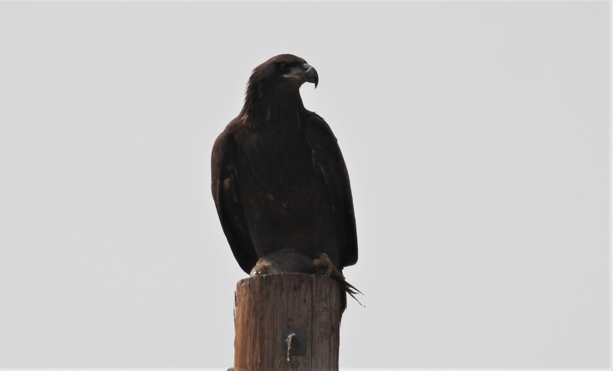 Bald Eagle - ML267574431