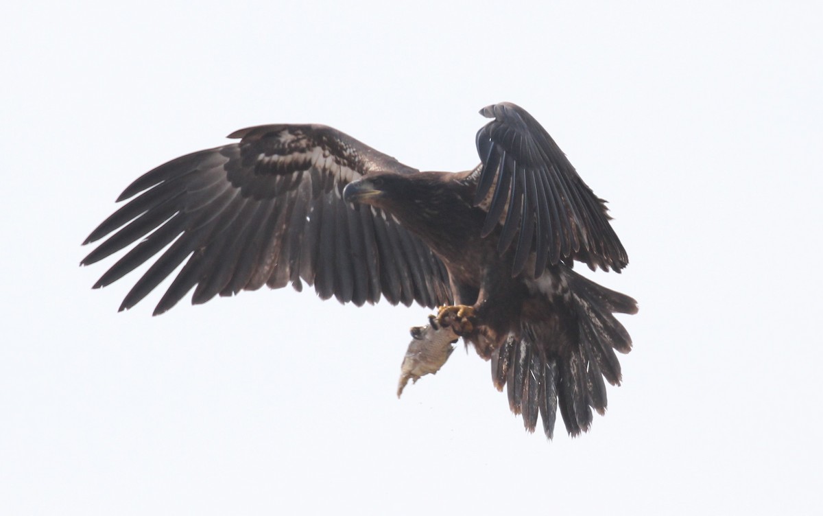 Bald Eagle - ML267574441