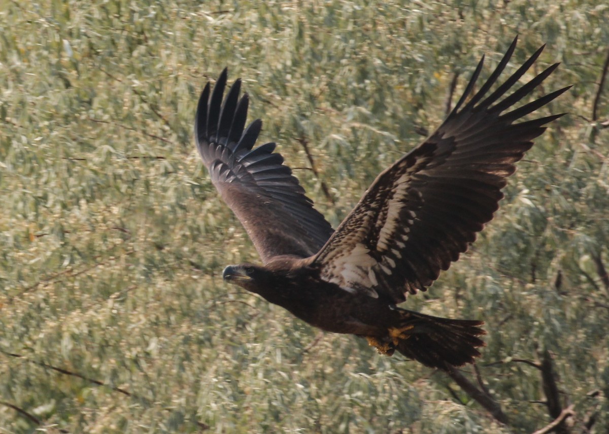 Bald Eagle - ML267574461