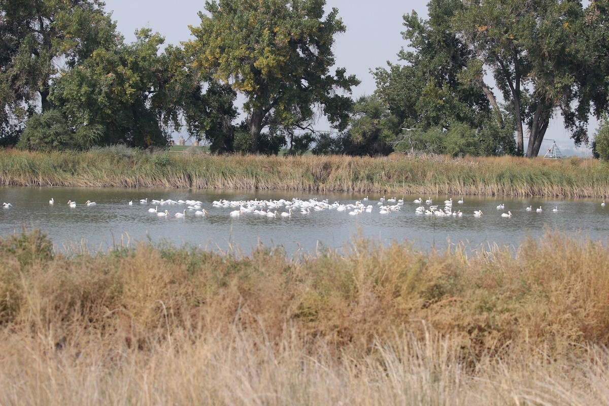 American White Pelican - ML267574541