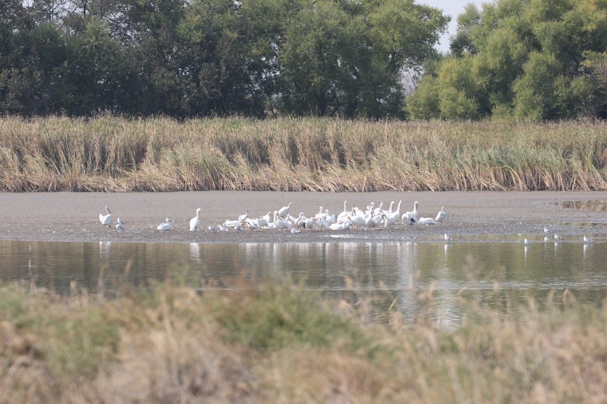 American White Pelican - ML267574561