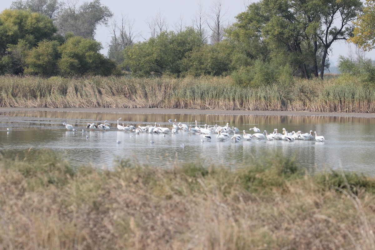 American White Pelican - ML267574581
